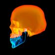 Human Skull. Upper half. with black background 