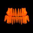 3d human orange teeth - back view