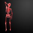 3d render Skeleton X-rays