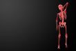 3d render Skeleton X-rays 