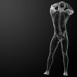 3d rendered skeleton 