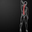 3d rencder Human Spine Anatomy