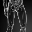 3d render illustration of the femur