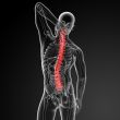3d rencder Human Spine Anatomy