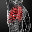3d render illustration of the rib cage