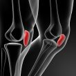 3d render illustration patella