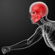 Human skull X ray in red 