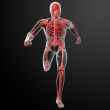 Running human anatomy by X-rays in red 