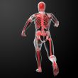 Running skeleton by X-rays in red
