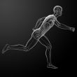 Running human anatomy by X-rays