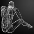 3d render Human anatomy - back view