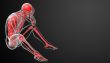 3d render Human anatomy