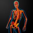 3d rendered red skeleton