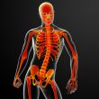 3d rendered red skeleton