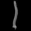 3d render spine