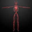3d rendered human vascular system