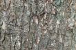 Tree skin texture