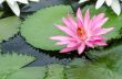 Bloom Pink lotus