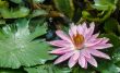 Bloom Pink lotus