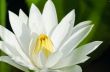 Bloom White lotus