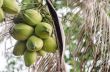 Coconuts Hanging on Palm Tree