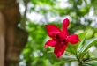 Desert Rose, Impala Lily, Mock Azalea pink flower