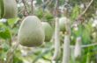 Bottle gourd