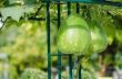 Bottle gourd