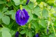 Butterfly pea flower