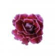 Pink gloxinia