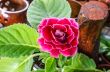 Pink gloxinia