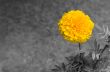 Marigold in the garden Thailand