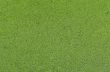 Duckweed covered green nature background 