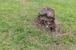 stump on the green grass in the forest