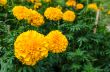 Marigold in the garden Thailand