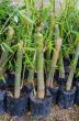 Bamboo in the nursery bags.