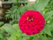 close up of pink zinnias