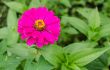 close up of pink zinnias