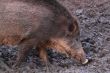 wild boar