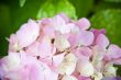 hydrangea flower