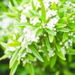 tree brunch with white flowers