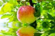Apple of red on branch
