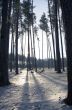 Sunset in the wood between the trees strains in winter period 