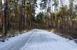 Winter country road with fir forest on the side (overcast day). 