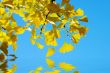 Yellow and green Ginkgo biloba leafs