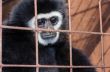 Face and eyes downcast of gibbon in a cage