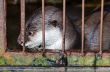 Otter in a cage