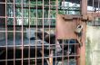 Iron cage used detention Asiatic Black Bear