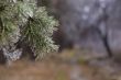 Pine covered by ice.