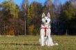 Siberian Husky